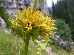 Gentiana lutea symphyandra