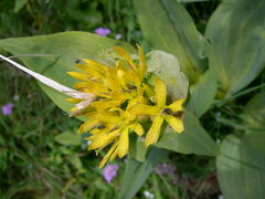 Gentiana lutea symphyandra