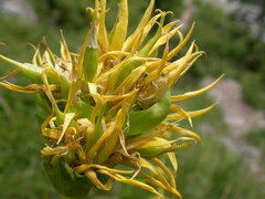 Gentiana lutea symphyandra