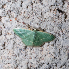 Chlorochlamys phyllinaria