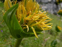 Gentiana lutea symphyandra