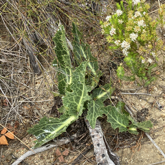 Lichtensteinia lacera