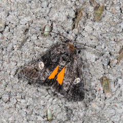 Copanarta aurea