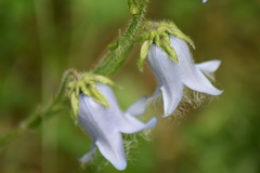 Campanula barbata