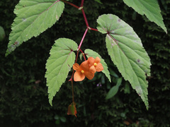 Begonia sutherlandii