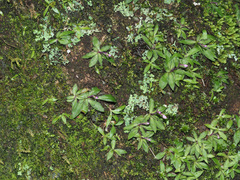 Stenoglottis fimbriata