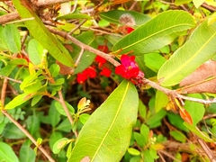 Ochna serrulata