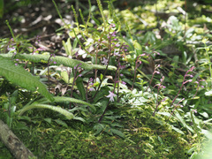 Stenoglottis fimbriata