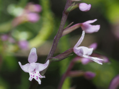 Stenoglottis fimbriata