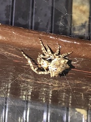 Acanthepeira