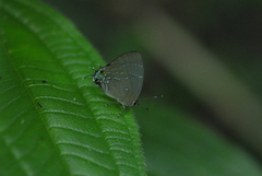 Janthecla janthodonia