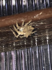 Acanthepeira