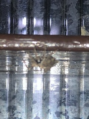 Acanthepeira
