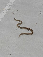 Amphiesma stolatum