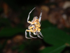 Eriophora fuliginea