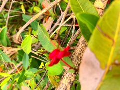 Ochna serrulata