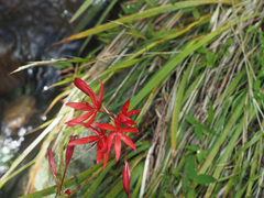 Hesperantha coccinea
