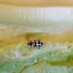 Eriopis connexa