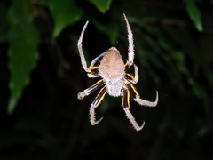 Eriophora fuliginea