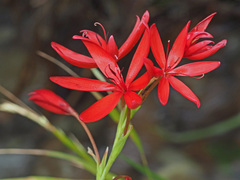 Hesperantha coccinea