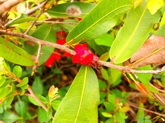 Ochna serrulata