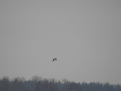 Larus canus