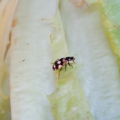 Eriopis connexa