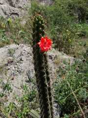 Borzicactus sepium