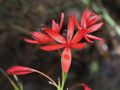 Hesperantha coccinea