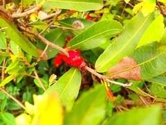 Ochna serrulata