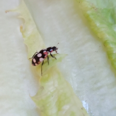 Eriopis connexa