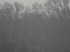 Larus canus