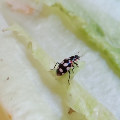 Eriopis connexa