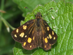 Metisella metis