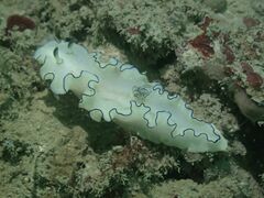 Doriprismatica atromarginata