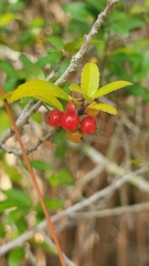 Ilex