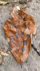 Leotiomycetes
