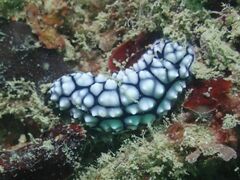 Phyllidiella