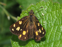 Metisella metis