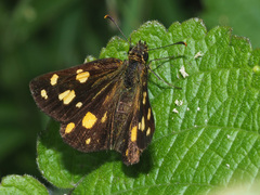Metisella metis