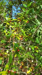 Ilex