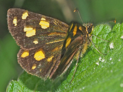 Metisella metis