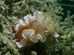 Glossodoris rufomarginata