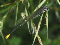 Allocnemis leucosticta