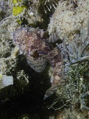 Batrachomoeus trispinosus