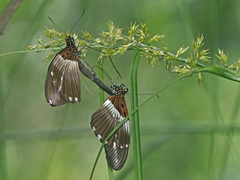 Pseudacraea lucretia