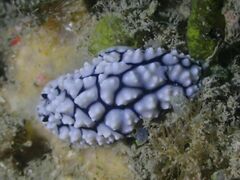 Phyllidiella