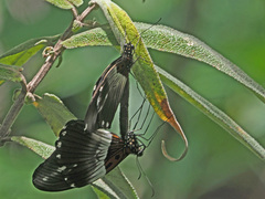 Pseudacraea lucretia