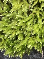 Brachythecium rutabulum