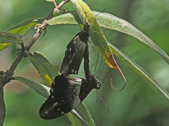 Pseudacraea lucretia